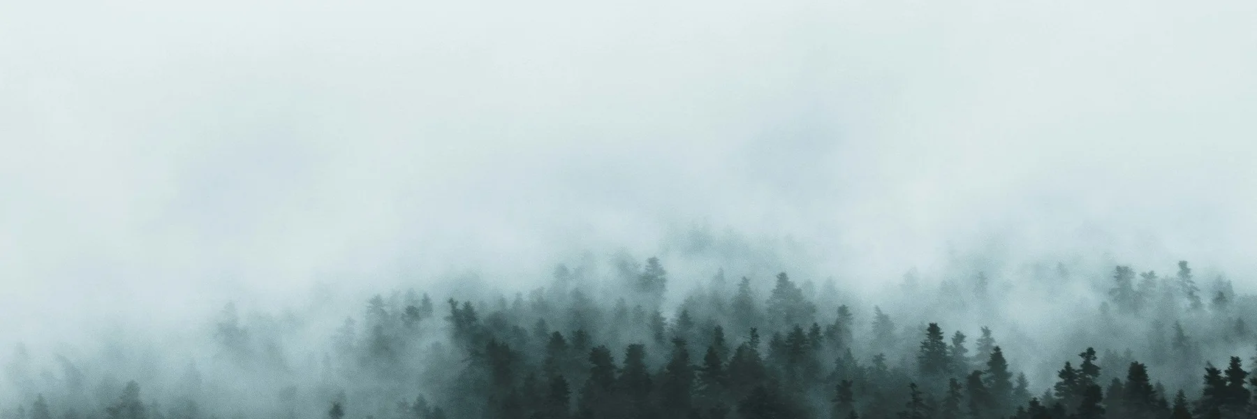 Pine forest in fog